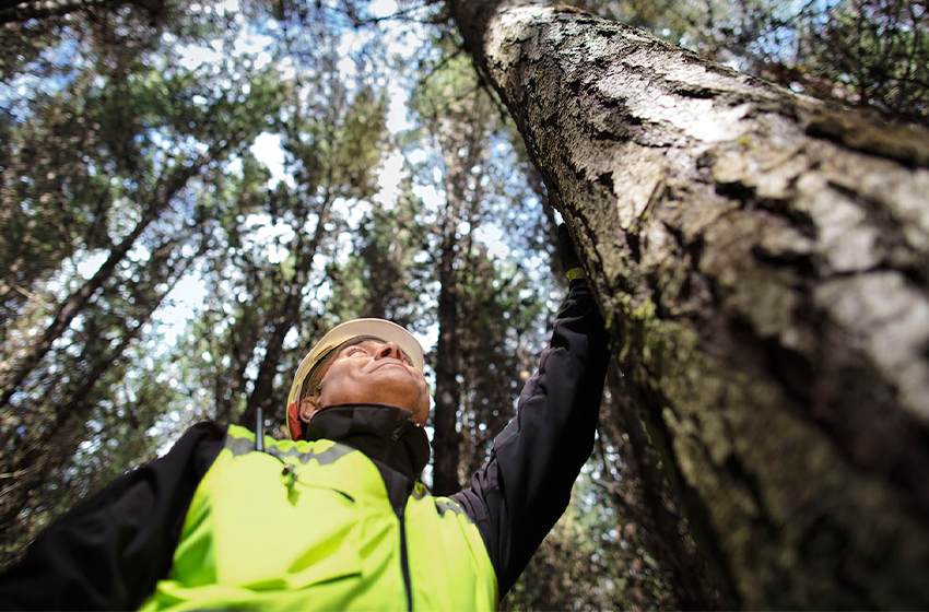  Escenario de incertidumbre afecta fuertemente a Pymes Forestales