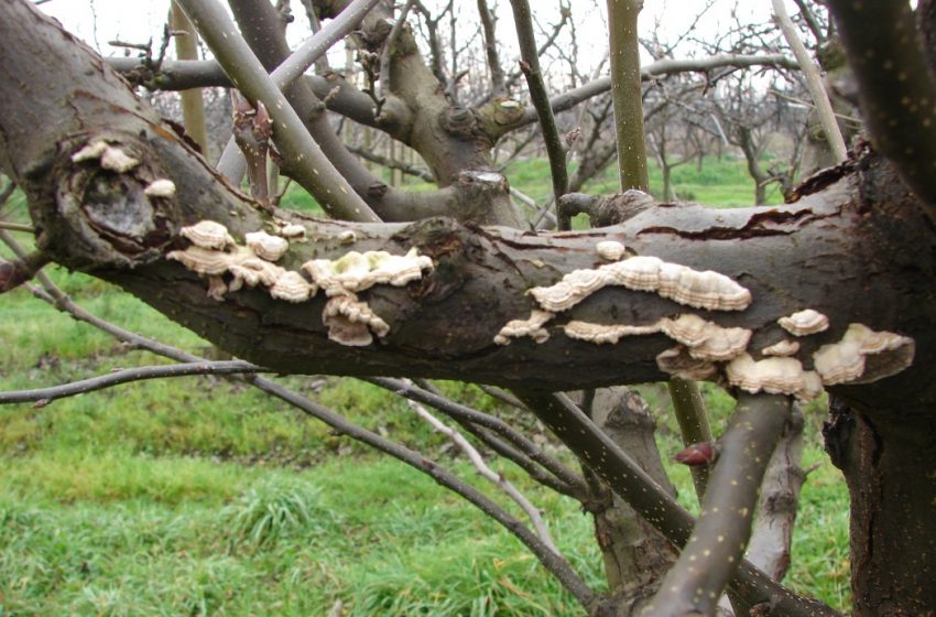  Destacan importancia de incrementar sanidad en vegetales para aumentar alimentación humana