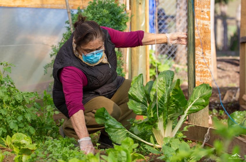  Día de la Mujer Rural: Agrupación Mahuida-ko de San Fabián apuesta por cultivos agroecológicos