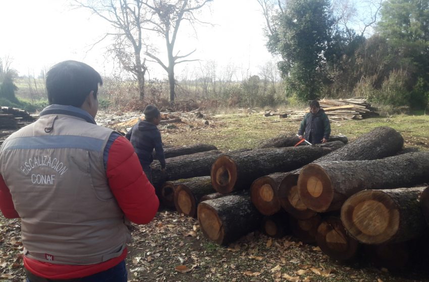  CONAF fiscalizó en predio de El Carmen uno de los acopios de leña nativa ilegal más grandes detectados en la región